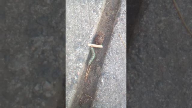 Нашли гусеницу с шипом !