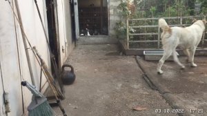 #Pigeons.Корни девясила,уксуса кислота и вишнёвые ветки для голубей.