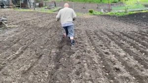 Посадка картошки под маркер и диски без мотоблока.