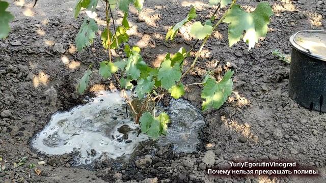 ? Не ВЫЗРЕВАЕТ ЛОЗА МОЛОДОГО ВИНОГРАДА? Эта ОШИБКА с поливом ВСЕ только изменит в ХУДШУЮ сторону. смотреть онлайн