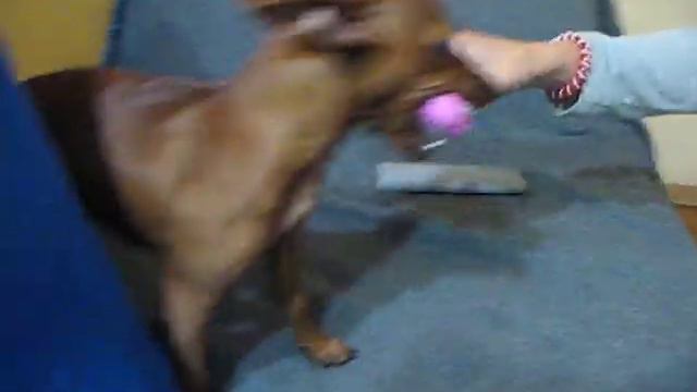 Цвергпинчер Зетта и косточка смотреть онлайн