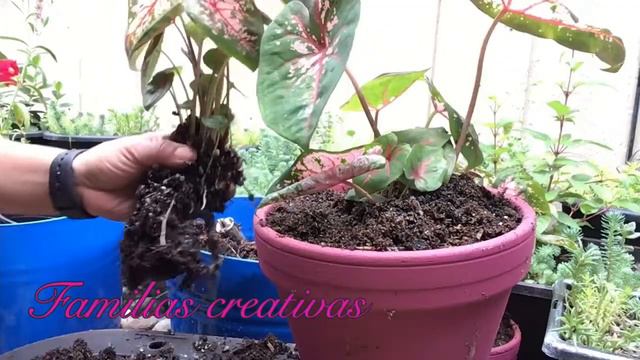 Caladium смотреть онлайн