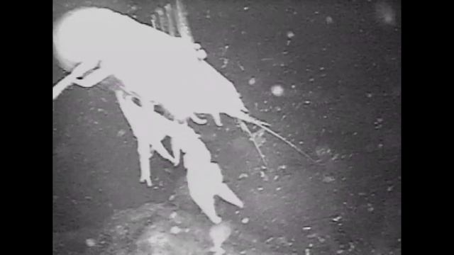 Ловля Речных Раков Зимой смотреть онлайн