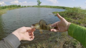 Обзор бюджетного ультралайт спиннинга NEREUS DAYO 0-3 гр. Окуни и щука на малой реке 2020.