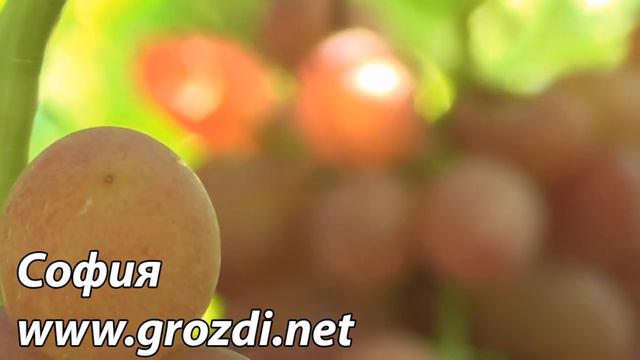 София смотреть онлайн