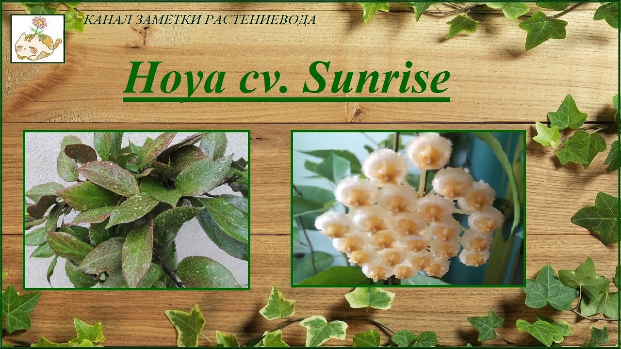 Моя хойя Санрайз (Hoya cv. Sunrise) цветение, условия выращивания смотреть онлайн