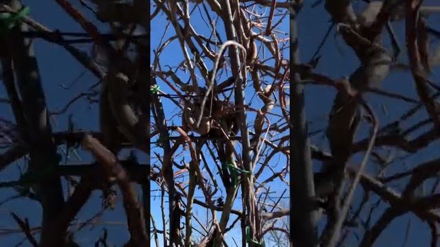 Арка из глицинии. Формируем, обрезаем! (Часть 2) смотреть онлайн