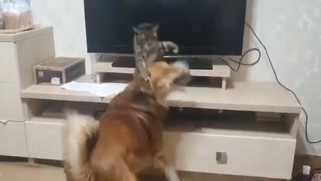 ВОТ ЭТО ДРУЖБА! смотреть онлайн