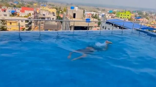 The infinity swimming pool ( pearl tree 4 star Hotels & Resorts purulia) смотреть онлайн