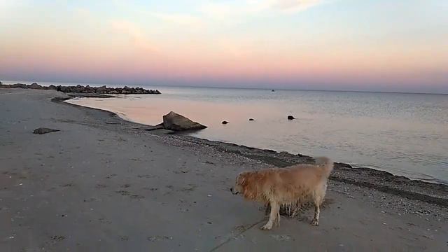 Приморский Посад. Купание "Каспера". Окончание Бабьего лета. смотреть онлайн