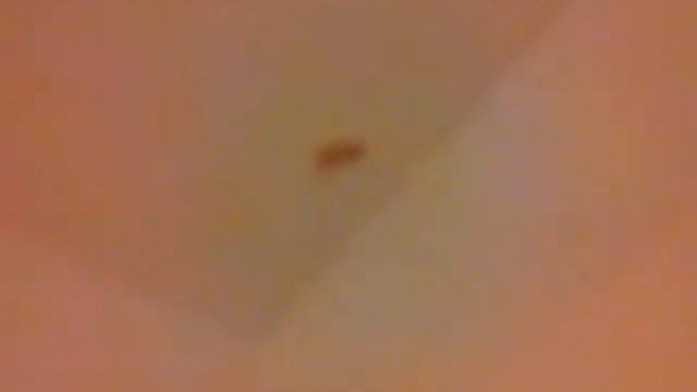 Египет. Шарм-эль-Шейх. Отель Шератон (виллы). Гекконы бегают по стенам и потолкам как тараканы! смотреть онлайн