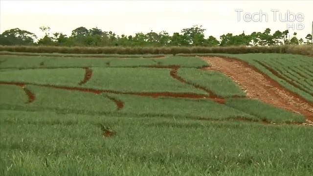 Modern Pineapple Cultivation | Pineapple Farming And Harvest Agriculture Technology