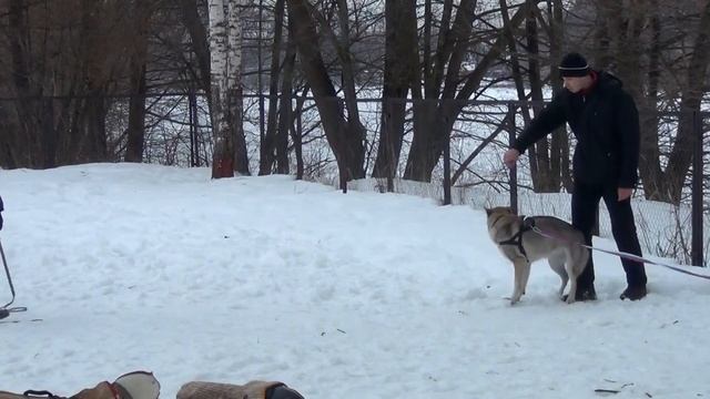 Чехословацкий влчак (Луна). Обучение ЗКС. Защита, нападение. československý vlčák смотреть онлайн