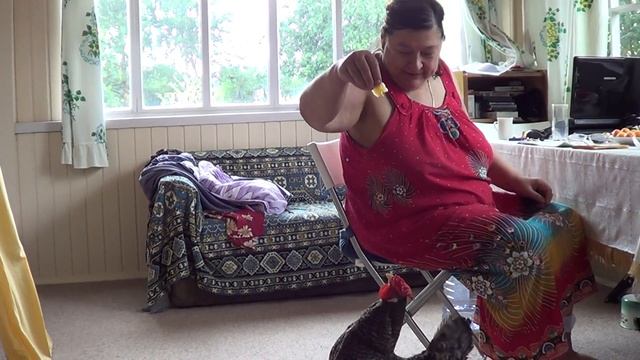 Фитнес для курицы Цыпы смотреть онлайн