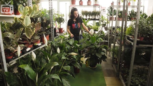 Тенелюбивые комнатные растения ☘ названия и особенности ☘  Hitsadtv