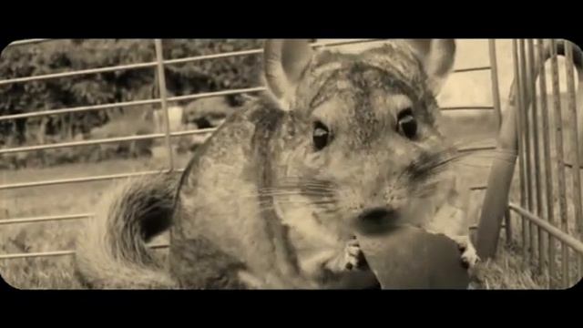 Chinchilla All Шиншилла их жизнь