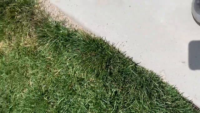Filling and gap between grass and cement with sand смотреть онлайн
