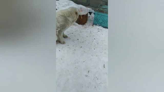 АЛАБАЙ- Как кормить алабая!!! смотреть онлайн