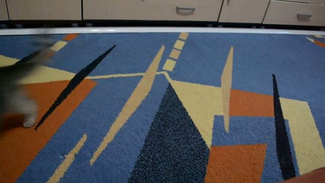 Кошка прикольно играет с лазером смотреть онлайн