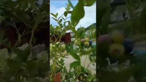 голубика новинки  Кахатдин, Калипсо, Титаниум, Мегас блю обзор плодоношения, урожайности1часть