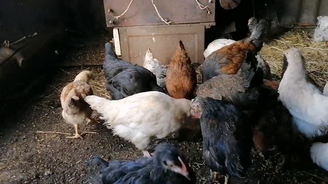 Мои бородатые, хохлатые цыплята / Оставил себе больше 100 цыплят смотреть онлайн