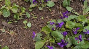 Фиалка лесная, садовая 2021. Первоцвет!