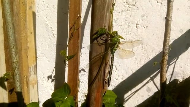 Дозорщик император. В добрый путь! смотреть онлайн