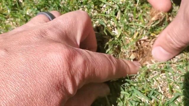 Dethatcher Rake: A Review Of My Ames True Temper Manual Thatch Rake