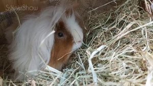 Морская свинка ПЕРВЫЙ ДЕНЬ дома. НЕ ЕСТ, НЕ ПЬЕТ. Адаптация. SvinkiShow