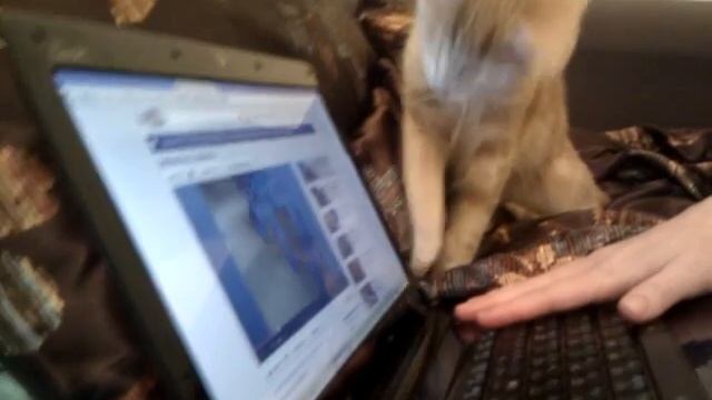 Кот и комп смотреть онлайн