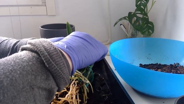 Repotting Jairak Kiku