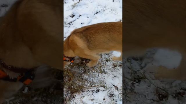 16.11.2023 г. Ну их, этих зайцев ?. смотреть онлайн