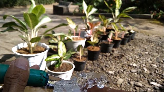 Time to Spray My Aglaonema With Insecticide - Aglaonema Care смотреть онлайн