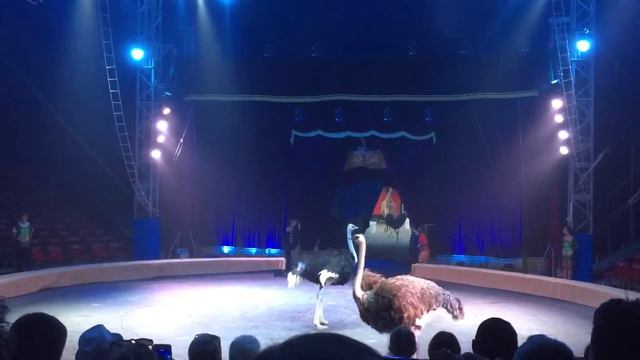Кобзов. Шоу World Stars 2016 смотреть онлайн