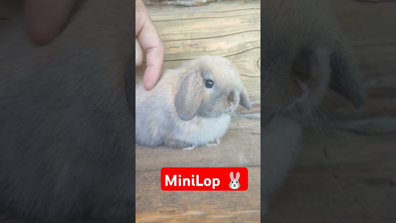 MiniLop кролик✅ смотреть онлайн