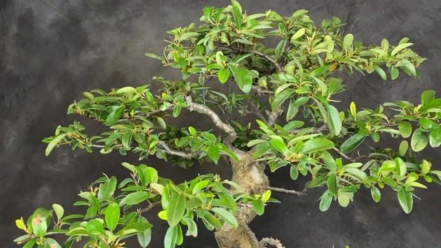 Blooming firethorn bonsai pyracantha with berries. Timelapse styling. English subtitles смотреть онлайн