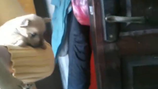 Норвичи, 1 месяц смотреть онлайн