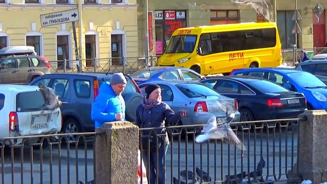 ПТИЦЫ В ГОРОДЕ. САНКТ-ПЕТЕРБУРГ смотреть онлайн