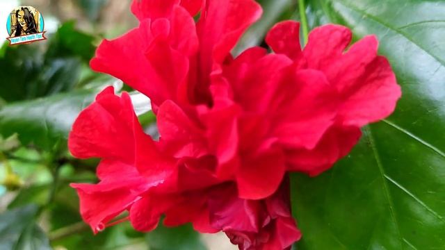 জবা ফুলের উপকারিতা / joba fuler upokarita / joba fuler gunagun / জবা ফুলের গুনাগুন /জবা ফুল/ bangla смотреть онлайн