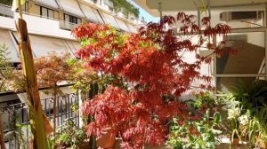 Японский Клён(Acer)в Горшке-Возможно??