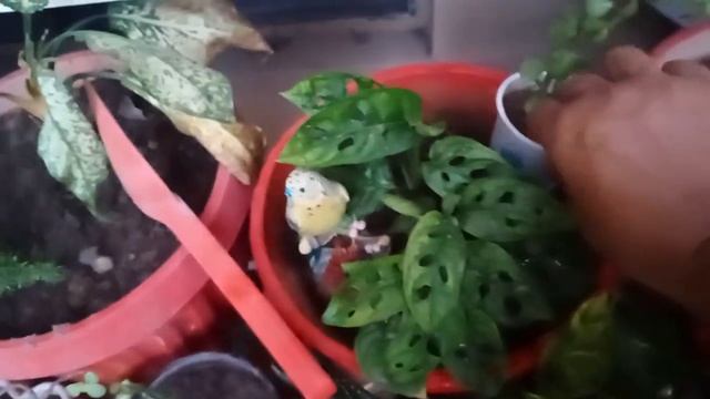 CARE OF STARLIGHT FICUS/FICUS SAFARI PLANT CARE AND TIPS