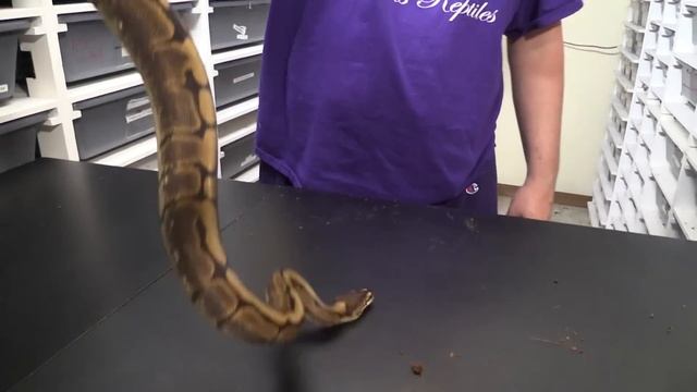 Spider ball python. Multiple examples and the TRUTH about wobble. смотреть онлайн