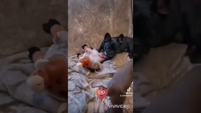 Борьба за игрушку. Французский бульдог Лилу и Карамелька. смотреть онлайн