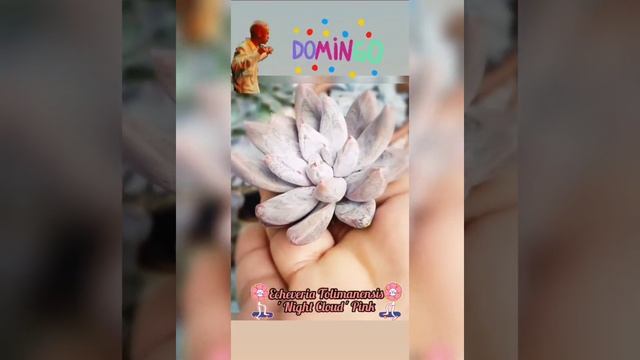 ?Echeveria Tolimanensis 'Night Cloud' Pink? смотреть онлайн