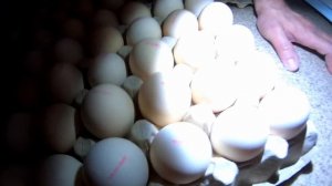 ?❌Не "попадите" как мы!!! Инкубационное яйцо Турция.