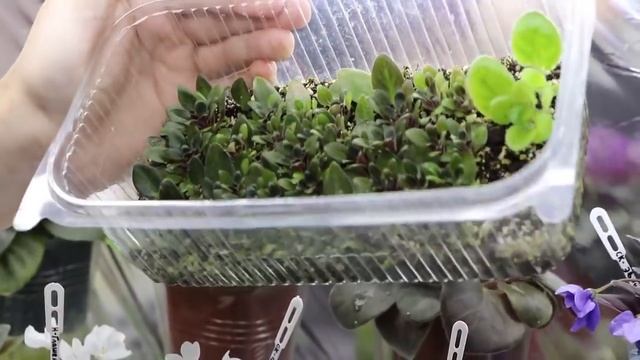 Один КОЛПАЧОК ЭТОГО УДОБРЕНИЯ ТВОРИТ ЧУДЕСА! Фиалки цветут ПЫШНО И ДОЛГО! смотреть онлайн