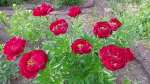 Пион Бакай Белле.Необычный оттенок красного.2023г