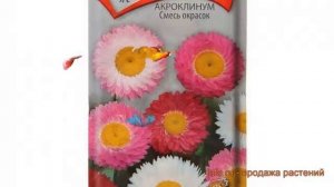 Акроклинум обыкновенная Смесь окрасок ? обзор: как сажать, семена акроклинума Смесь окрасок