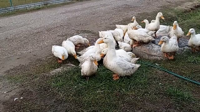 Мои помошники . Собираем брокколи . смотреть онлайн