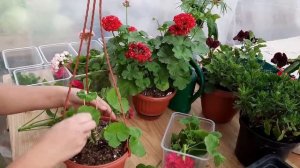 Как правильно черенковать розебудную пеларгонию.